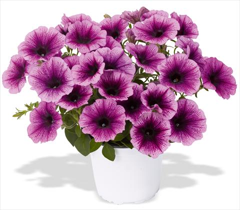 photo of flower to be used as: Pot, patio, basket Petunia x hybrida RED FOX Sweetunia® Grape Ice