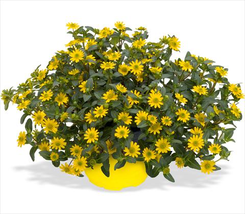 photo of flower to be used as: Pot, patio, basket Sanvitalia RED FOX Sunvy Trailing