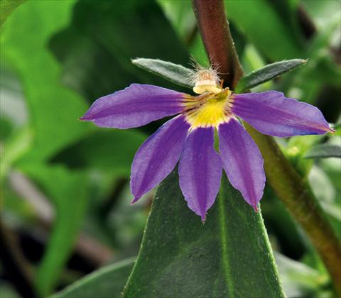 photo of flower to be used as: Pot, bedding, patio, basket Scaevola aemula RED FOX Scala Blue