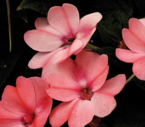 photo of flower to be used as: Pot and bedding Impatiens N. Guinea SunPatiens® Compact Blush Pink