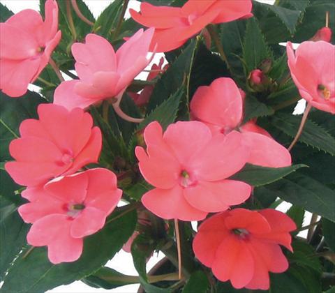 photo of flower to be used as: Pot and bedding Impatiens N. Guinea SunPatiens® Compact Coral