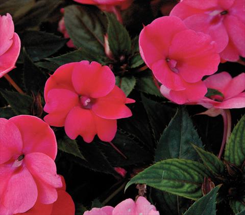 photo of flower to be used as: Pot and bedding Impatiens N. Guinea SunPatiens® Compact Deep Rose