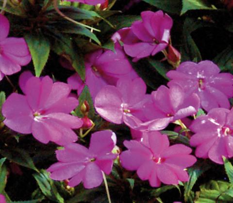 photo of flower to be used as: Pot and bedding Impatiens N. Guinea SunPatiens® Compact Lilac