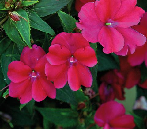 photo of flower to be used as: Pot and bedding Impatiens N. Guinea SunPatiens® Compact Magenta