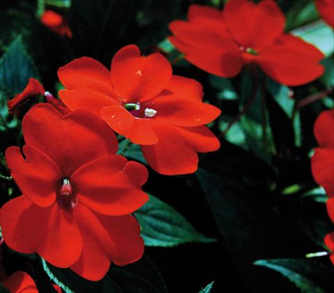 photo of flower to be used as: Pot and bedding Impatiens N. Guinea SunPatiens® Compact Orange
