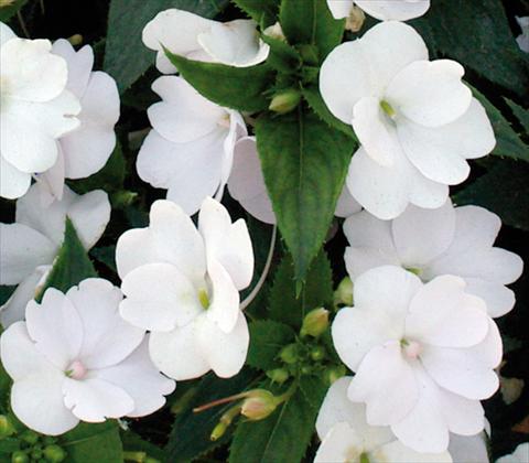 photo of flower to be used as: Pot and bedding Impatiens N. Guinea SunPatiens® Compact White