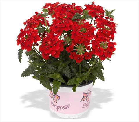 photo of flower to be used as: Pot, patio, basket Verbena RED FOX Empress Flair Red