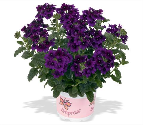 photo of flower to be used as: Pot, patio, basket Verbena RED FOX Empress Flair Violet Blue