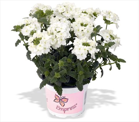 photo of flower to be used as: Pot, patio, basket Verbena RED FOX Empress Flair White