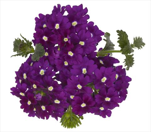 photo of flower to be used as: Pot, patio, basket Verbena RED FOX Empress Violet Blue Charme