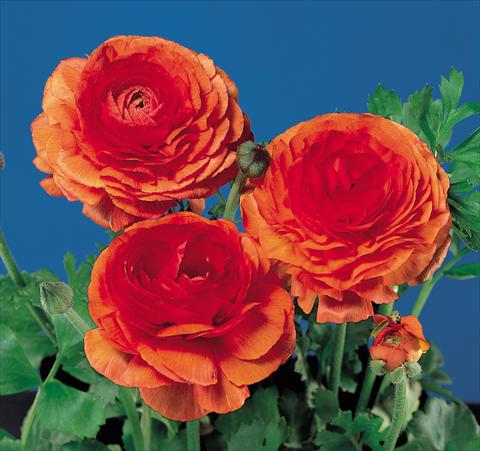 photo of flower to be used as: Pot and bedding Ranunculus asiaticus Bloomingdale Tangerine