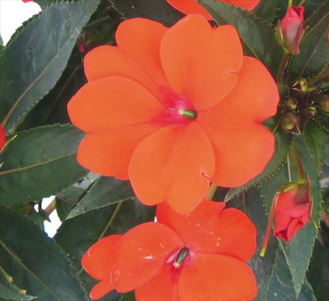 photo of flower to be used as: Pot, bedding, patio, basket Impatiens N. Guinea SunPatiens® Compact Green Leaf Orange