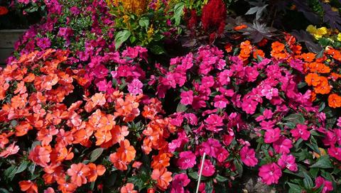 photo of flower to be used as: Pot and bedding Impatiens N. Guinea SunPatiens® Compact Magenta Orange