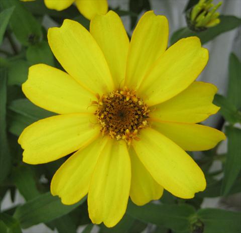 photo of flower to be used as: Pot and bedding Zinnia interspecifica Profusion Yellow