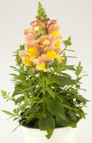 photo of flower to be used as: Pot and bedding Antirrhinum majus Peach Paradise Dazzling Lips®