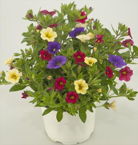 photo of flower to be used as: Pot, patio, basket 3 Combo Calibrachoa Checkies Blue Wine Goldberry