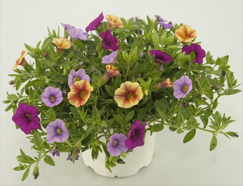 photo of flower to be used as: Pot, patio, basket 3 Combo Calibrachoa Checkies Lavender Pink Goldpeach