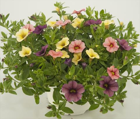 photo of flower to be used as: Pot, patio, basket 3 Combo Calibrachoa Checkies Peach Plum Goldberry
