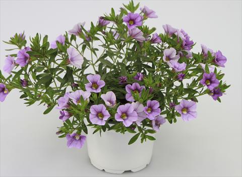 photo of flower to be used as: Pot, patio, basket Calibrachoa Sweet Bells® Lavender