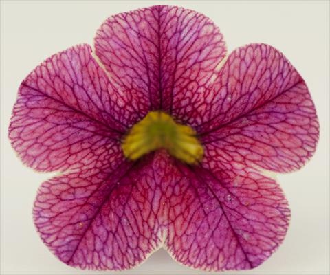 photo of flower to be used as: Pot, patio, basket Calibrachoa Sweet Bells® Strawberry Cream