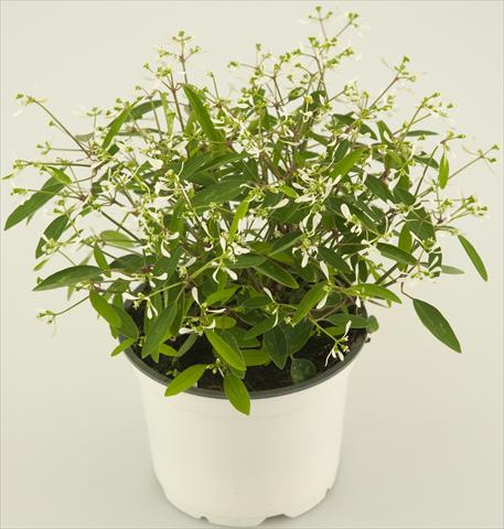 photo of flower to be used as: Basket / Pot Chameasyce hypericifolia The Bride