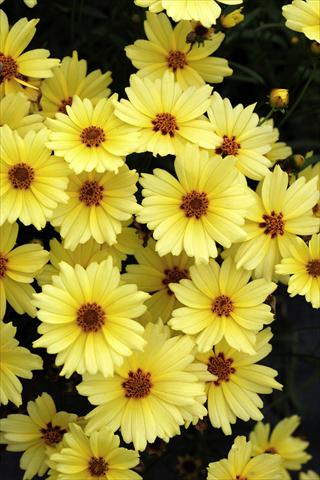 photo of flower to be used as: Pot and bedding Coreopsis grandiflora Buttercream