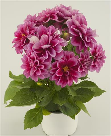 photo of flower to be used as: Pot and bedding Dahlia Starlias Violet