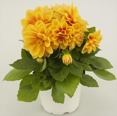 photo of flower to be used as: Pot and bedding Dahlia Starlias Yellow Orange Splash