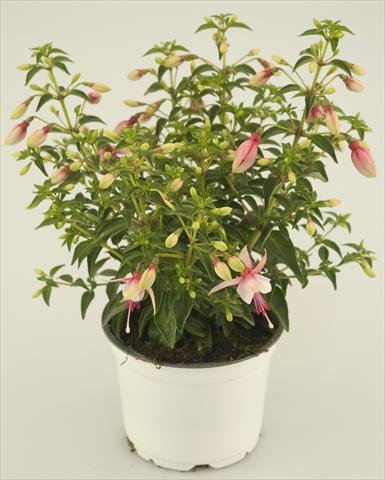 photo of flower to be used as: Pot and bedding Fuchsia Summermelody® Sunantonio