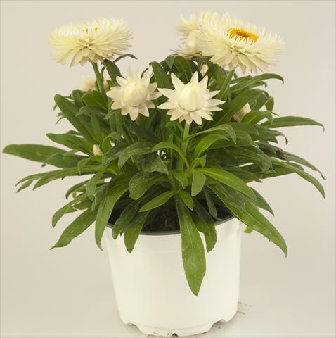 photo of flower to be used as: Pot and bedding Helichrysum (Bracteantha) Xagros® Weiss