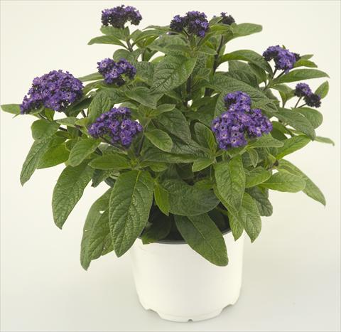 photo of flower to be used as: Pot and bedding Heliotropium arborescens Blue Helios®