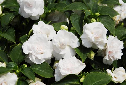 photo of flower to be used as: Pot and bedding Impatiens walleriana Gefullt weiss Starflake®