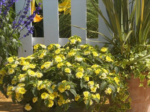 photo of flower to be used as: Pot and bedding Lantana camara Summerlovers® Simon Lemon