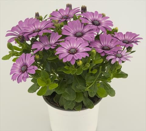 photo of flower to be used as: Pot and bedding Osteospermum Impassion® Lavenderrose