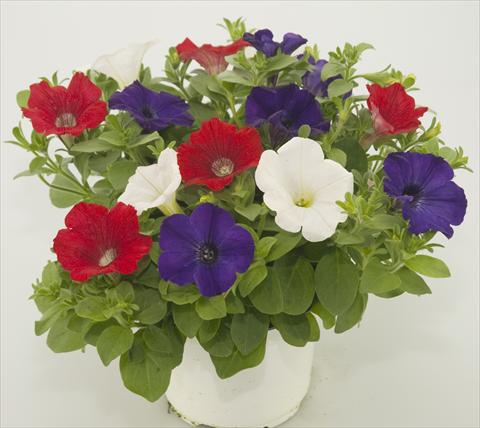photo of flower to be used as: Pot, patio, basket 3 Combo Checkies Red White Blue