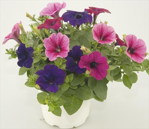 photo of flower to be used as: Pot, patio, basket 3 Combo Checkies Rose vein Purple Violet indigo
