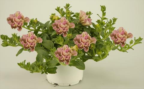 photo of flower to be used as: Pot, patio, basket Petunia Colour Bells® Light Rose Bell