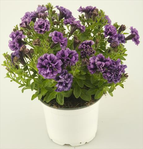 photo of flower to be used as: Pot, patio, basket Petunia Double Amethyst Vein Tiny Pleasure®