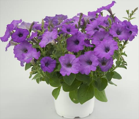 photo of flower to be used as: Pot, patio, basket Petunia Four Weeks Medium Orchid Sweetpleasure®