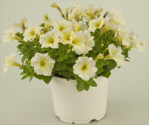 photo of flower to be used as: Pot, patio, basket Petunia Light Yellow Tiny Pleasure®