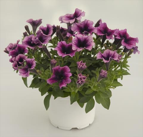 photo of flower to be used as: Pot, patio, basket Petunia Violet Black Vein Sweetpleasure®
