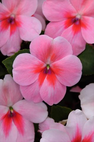 photo of flower to be used as: Pot and bedding Impatiens walleriana Impreza™ Pink Splash