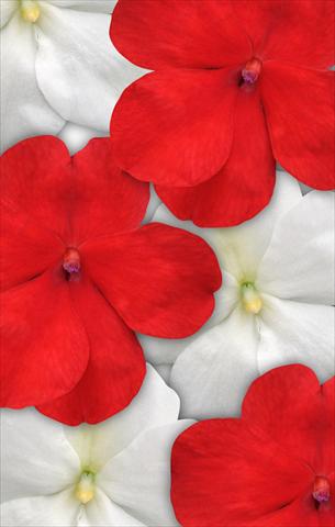photo of flower to be used as: Pot and bedding Impatiens walleriana Impreza™ Red White Mix