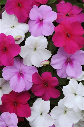 photo of flower to be used as: Pot and bedding Impatiens walleriana Impreza™ Wedgewood Mix