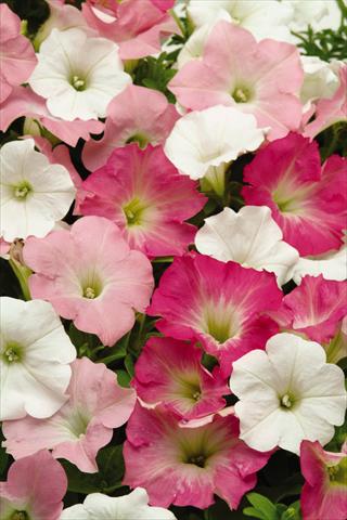 photo of flower to be used as: Bedding pot or basket Petunia x hybrida Easy Wave Tropicana Mix