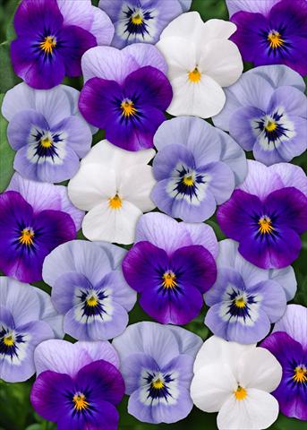 photo of flower to be used as: Pot and bedding Viola cornuta Sorbet™ Blueberry Frost Mix XP