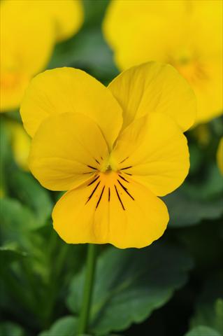 photo of flower to be used as: Pot and bedding Viola cornuta Sorbet™ Yellow XP