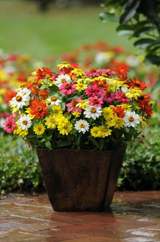 photo of flower to be used as: Pot and bedding Zinnia marylandica Zahara Mix