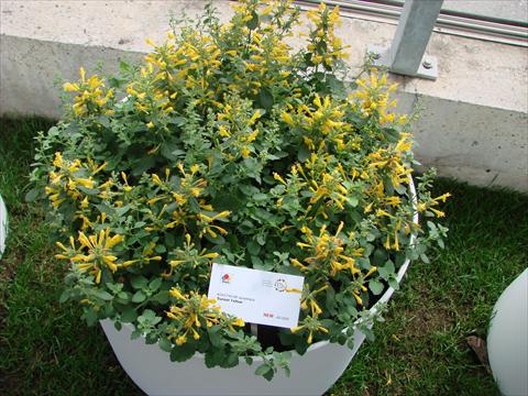 photo of flower to be used as: Pot and bedding Agastache aurantiaca Sunset Yellow