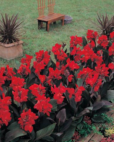 photo of flower to be used as: Pot and bedding Canna hybrida Tropical Bronze Scarlet